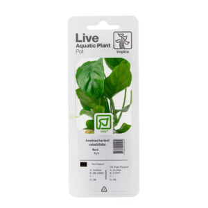 Anubias barteri caladiifolia 101U PCS i potte fra Tropica