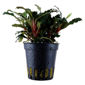 Bucephalandra Red akvarieplante med mørkerøde blade