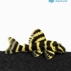 L236 Yellow Zebra Pleco i naturligt akvarium med sten og planter
