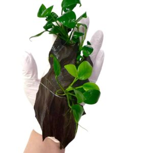 Anubias Nana monteret på naturlig akvarierod fra Aqualands egen produktion