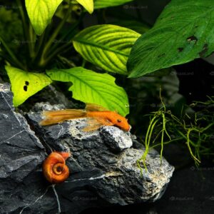 L144 Ancistrus Longfin Super Red med lange finner og kraftig rød farve i akvarium