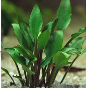 Cryptocoryne lutea Hobbit potteplante til akvarium med kompakt vækst