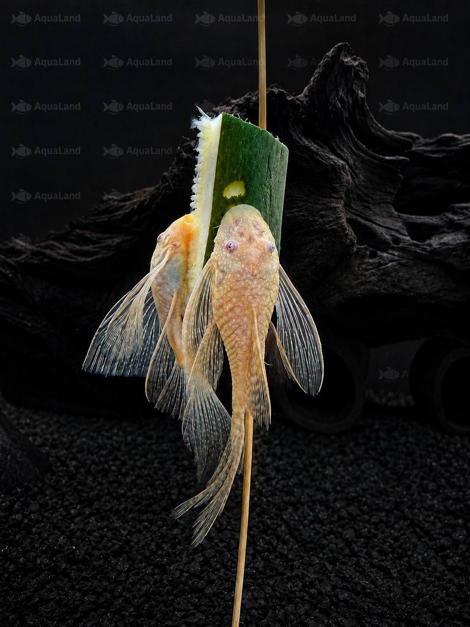 Voksen L144 Albino Ancistrus Longfin sugemalle med lange finner i akvarium
