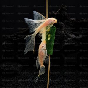 Voksen L144 Albino Ancistrus Longfin sugemalle med lange finner i akvarium