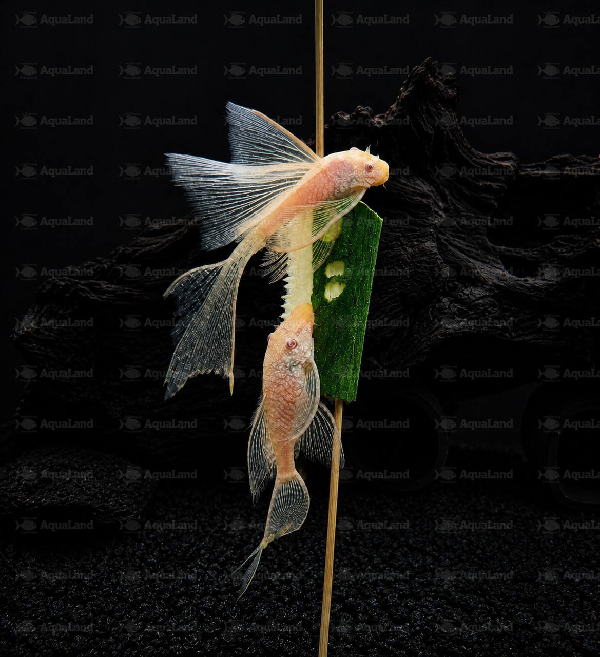 Voksen L144 Albino Ancistrus Longfin sugemalle med lange finner i akvarium
