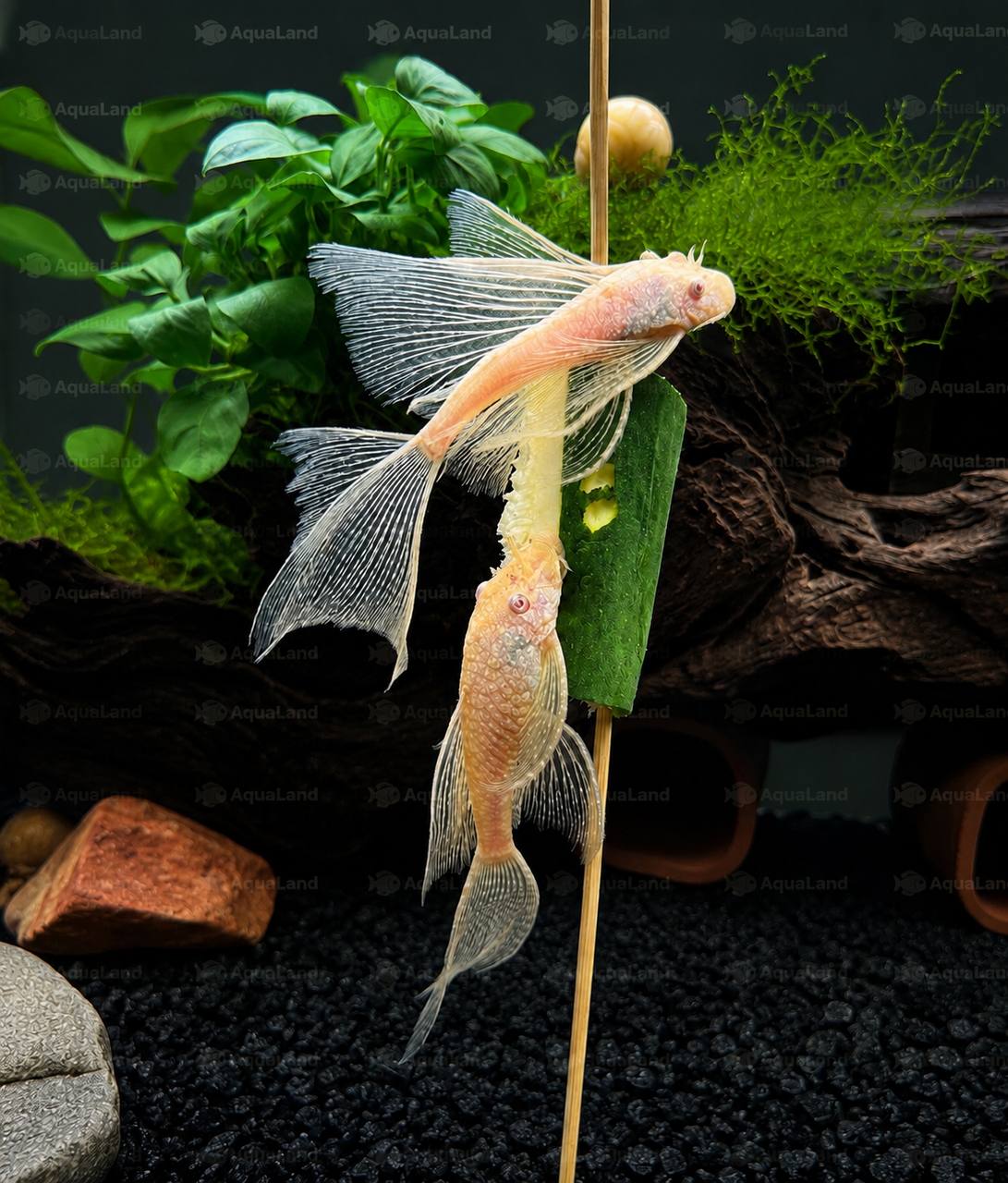 Voksen L144 Albino Ancistrus Longfin sugemalle med lange finner i akvarium