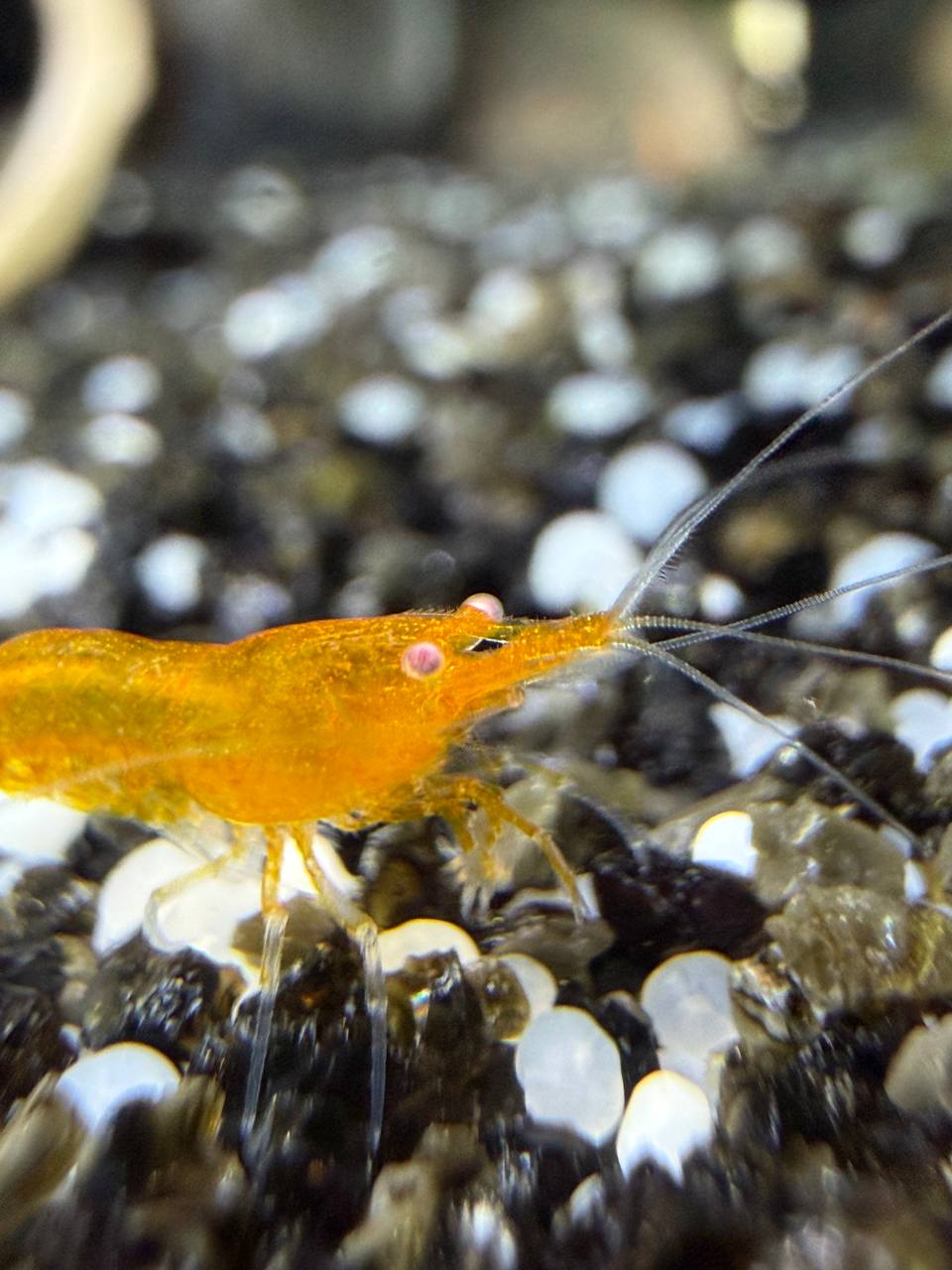 Lys orange OE reje i ferskvandsakvarium