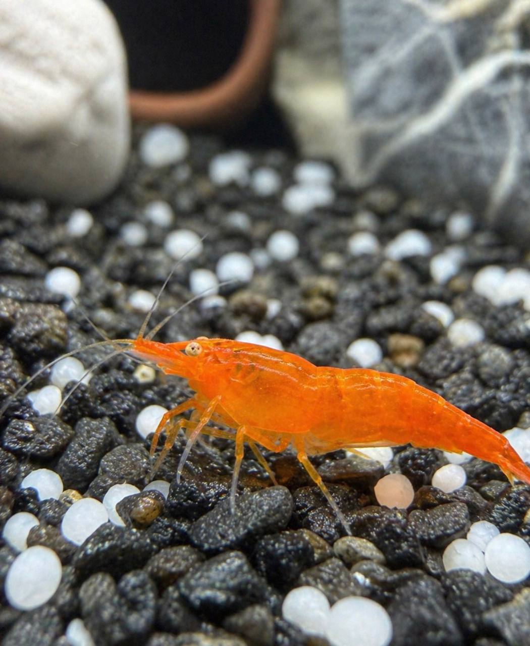 Lys orange OE reje i ferskvandsakvarium