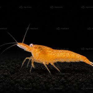 Lys orange OE reje i ferskvandsakvarium