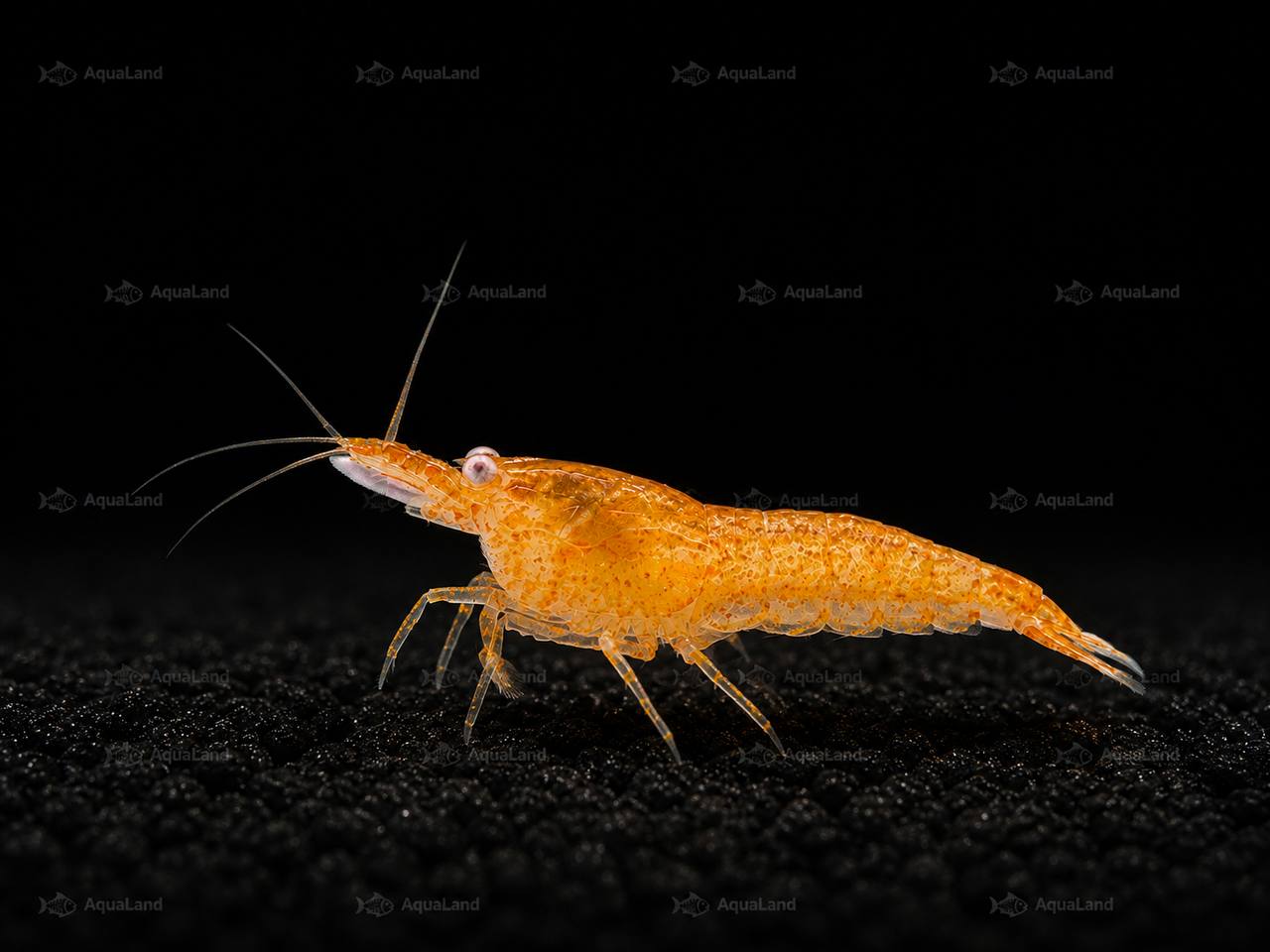 Lys orange OE reje i ferskvandsakvarium