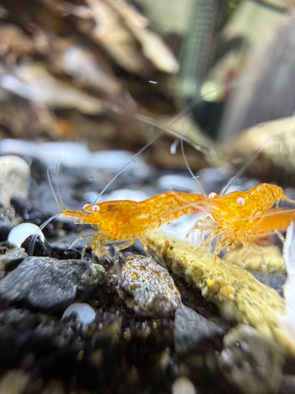 Lys orange OE reje i ferskvandsakvarium
