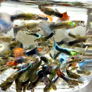 Farverige Fancy Guppy Mix i ferskvandsakvarium