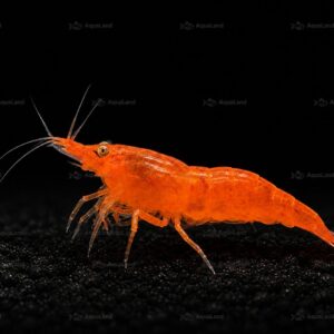Mørk orange OE reje med intens farve i ferskvandsakvarium