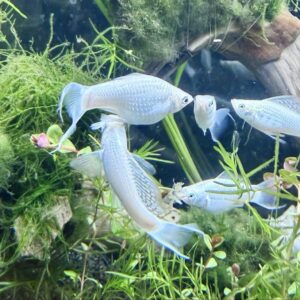 Hvid Lyretail Molly med lange elegante halefinner i planteakvarium