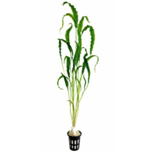 Cryptocoryne aponogetifolia Hammerslået potteplante med lange bølgede blade til akvarium