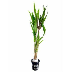 Cryptocoryne undulata Broad Leaf egen opdræt hos Aqualand med brede dekorative blade i ferskvandsakvarium
