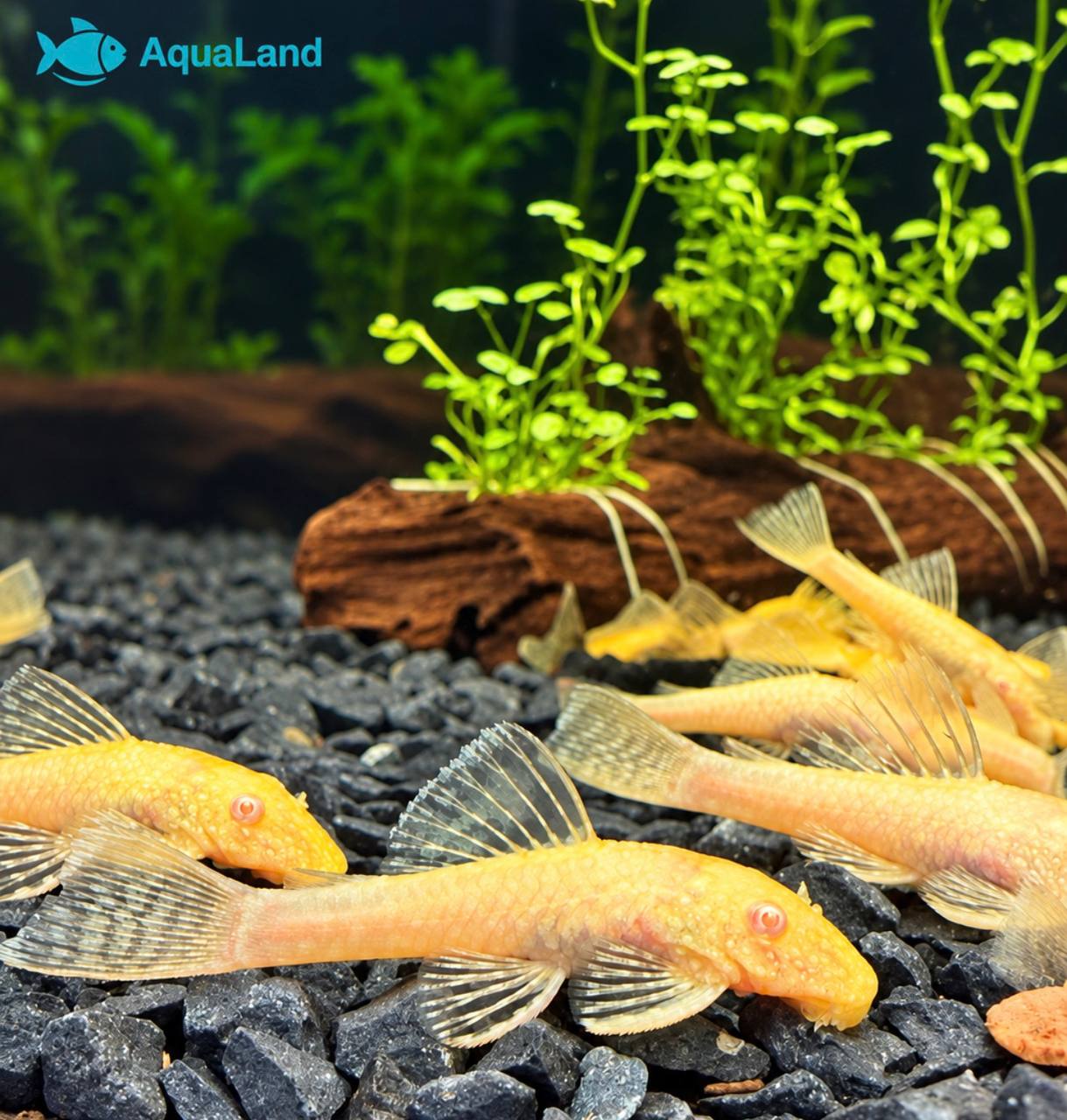 Ancistrus Albino Kortfin med lys gulhvid farve i ferskvandsakvarium