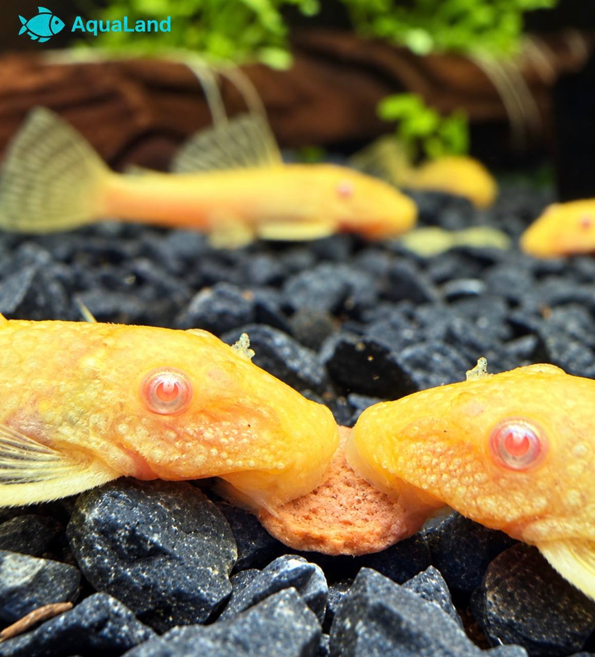 Ancistrus Albino Kortfin med lys gulhvid farve i ferskvandsakvarium