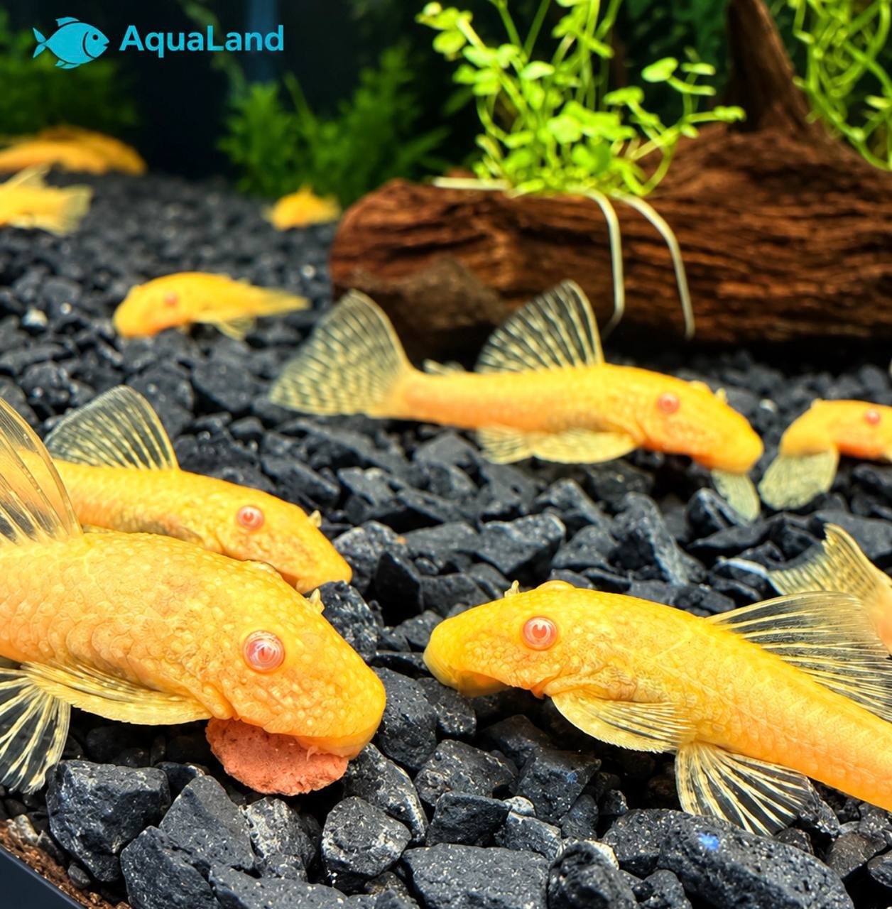 Ancistrus Albino Kortfin med lys gulhvid farve i ferskvandsakvarium