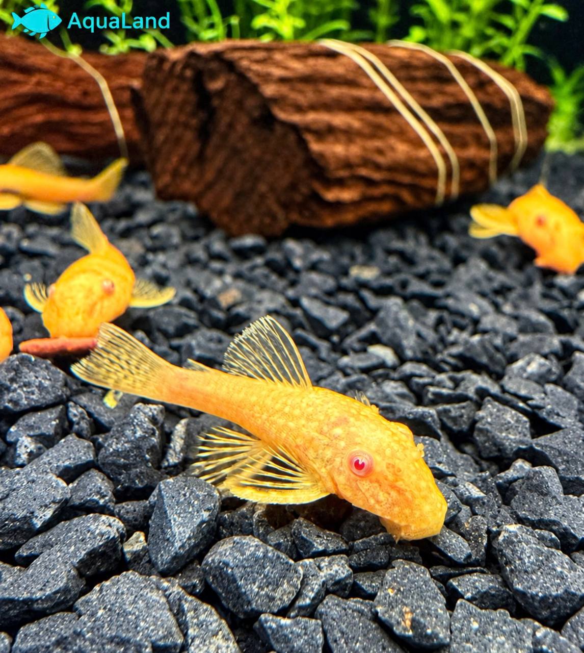 Ancistrus Albino Kortfin med lys gulhvid farve i ferskvandsakvarium