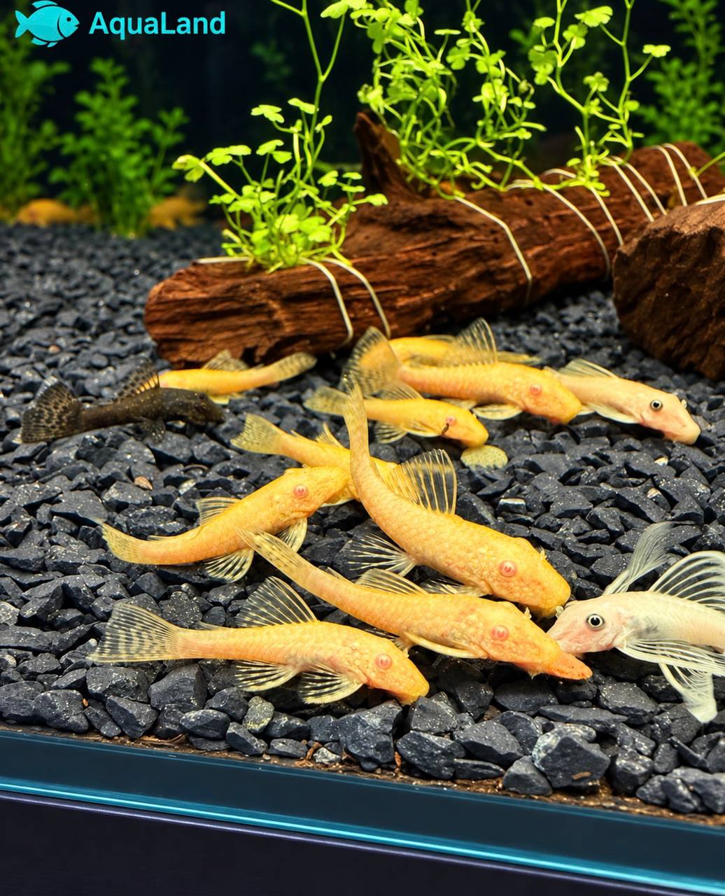 Ancistrus Albino Kortfin med lys gulhvid farve i ferskvandsakvarium