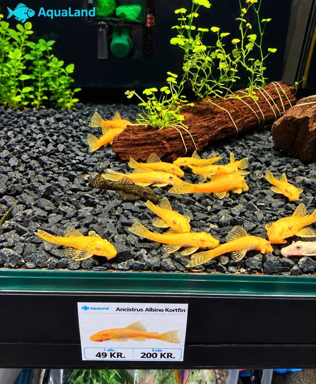 Ancistrus Albino Kortfin med lys gulhvid farve i ferskvandsakvarium
