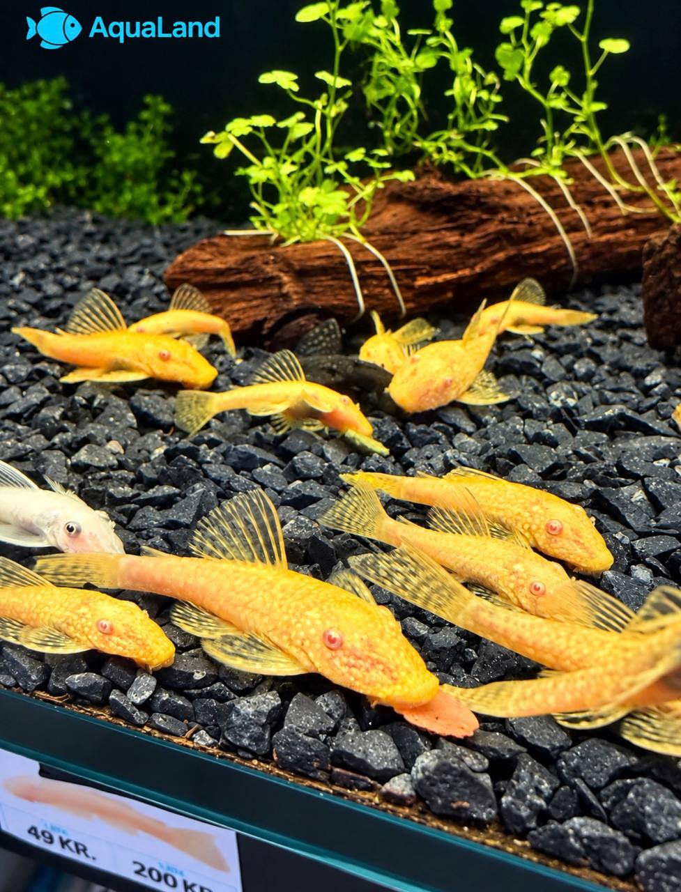 Ancistrus Albino Kortfin med lys gulhvid farve i ferskvandsakvarium