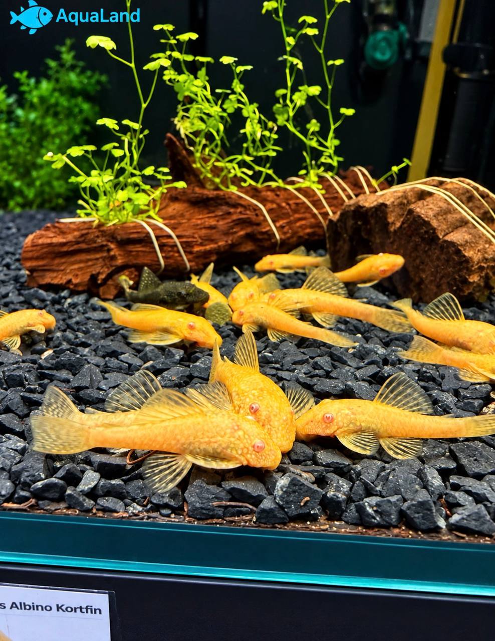 Ancistrus Albino Kortfin med lys gulhvid farve i ferskvandsakvarium