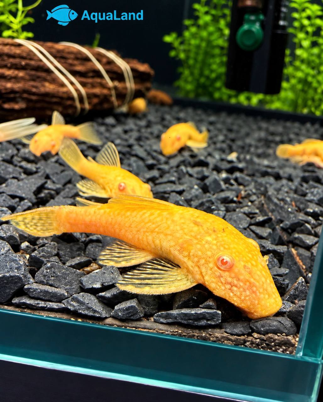 Ancistrus Albino Kortfin med lys gulhvid farve i ferskvandsakvarium