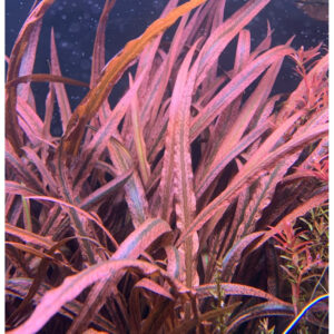 Cryptocoryne Pink Panther akvarieplante med lyserøde og grønne blade