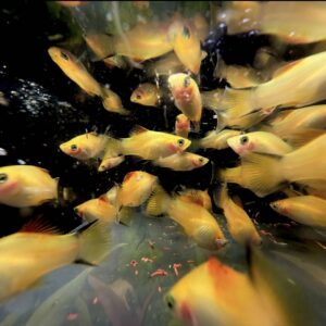 Sunset Platy med gylden gul og orange farve i ferskvandsakvarium