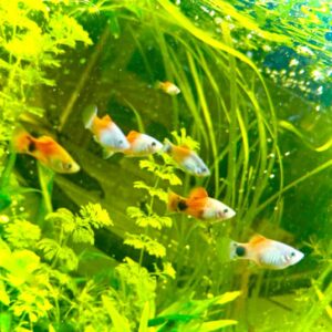 Mickey Mouse Platy med orange, rød og hvid farvetegning i akvarium