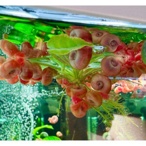 Posthornsnegl Ramshorn Snail i ferskvandsakvarium