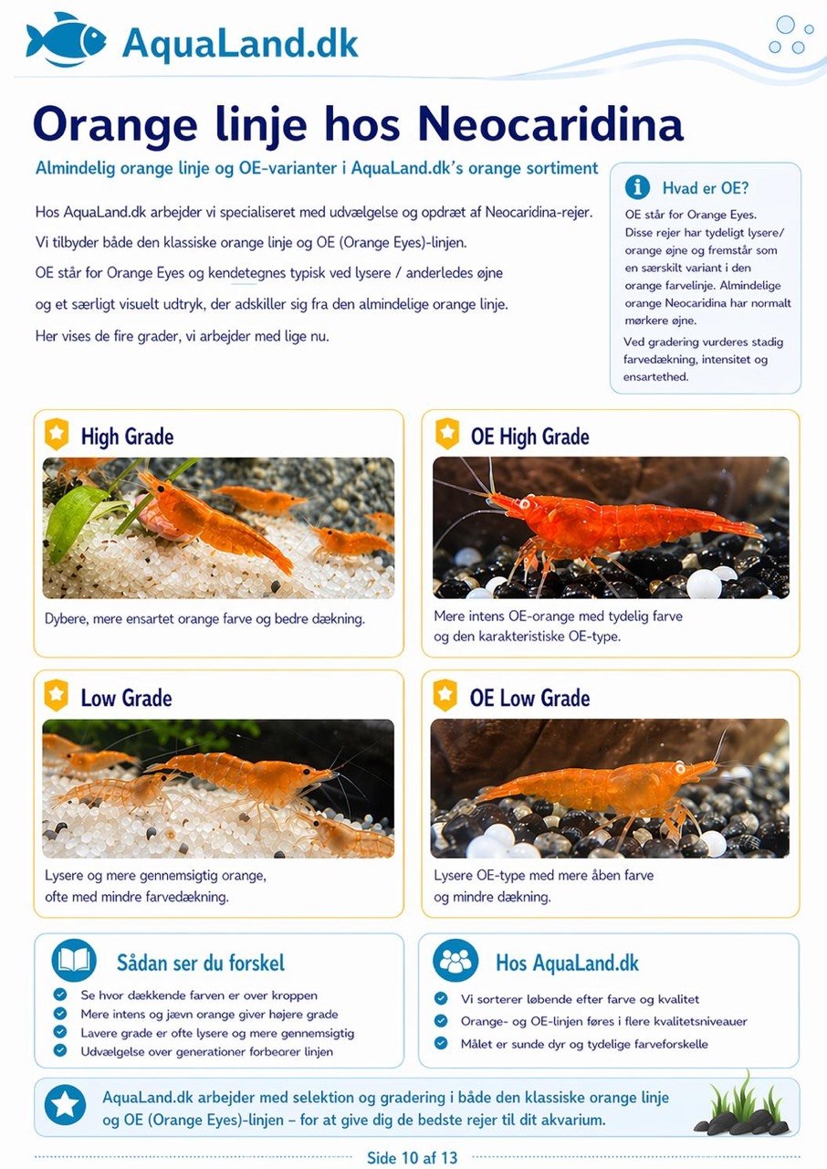 Farverige Neocaridina-rejer i plantet akvarium med information om pasning og vandværdier