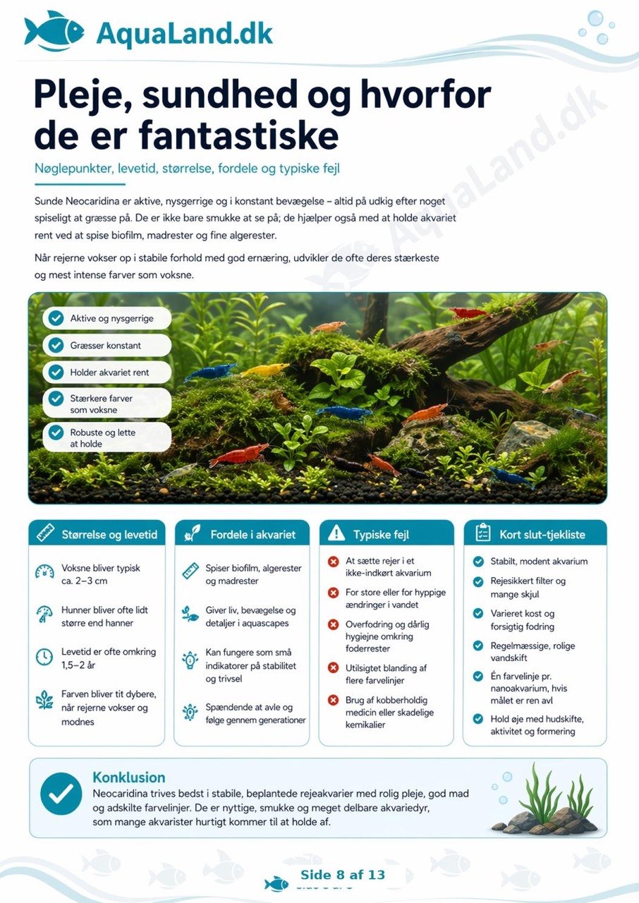 Farverige Neocaridina-rejer i plantet akvarium med information om pasning og vandværdier