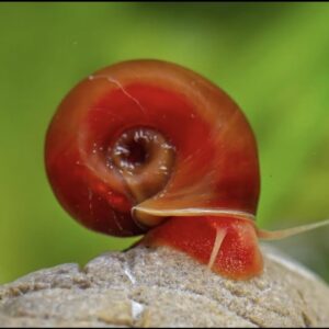 Rød posthornsnegl Ramshorn Snail til ferskvandsakvarium