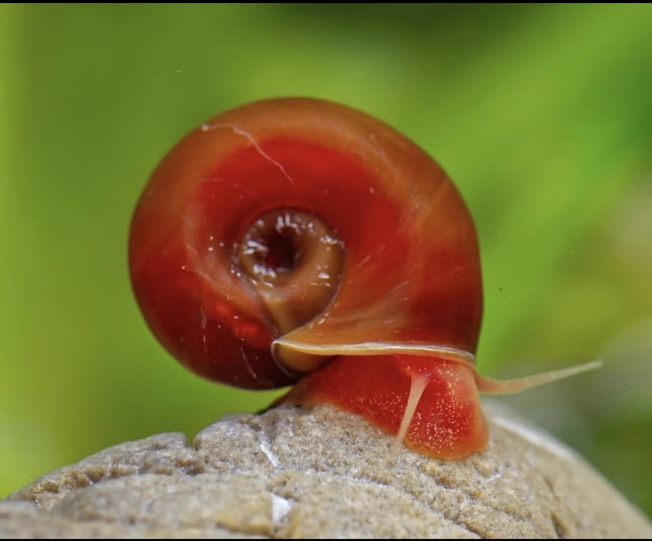 Rød posthornsnegl Ramshorn Snail til ferskvandsakvarium