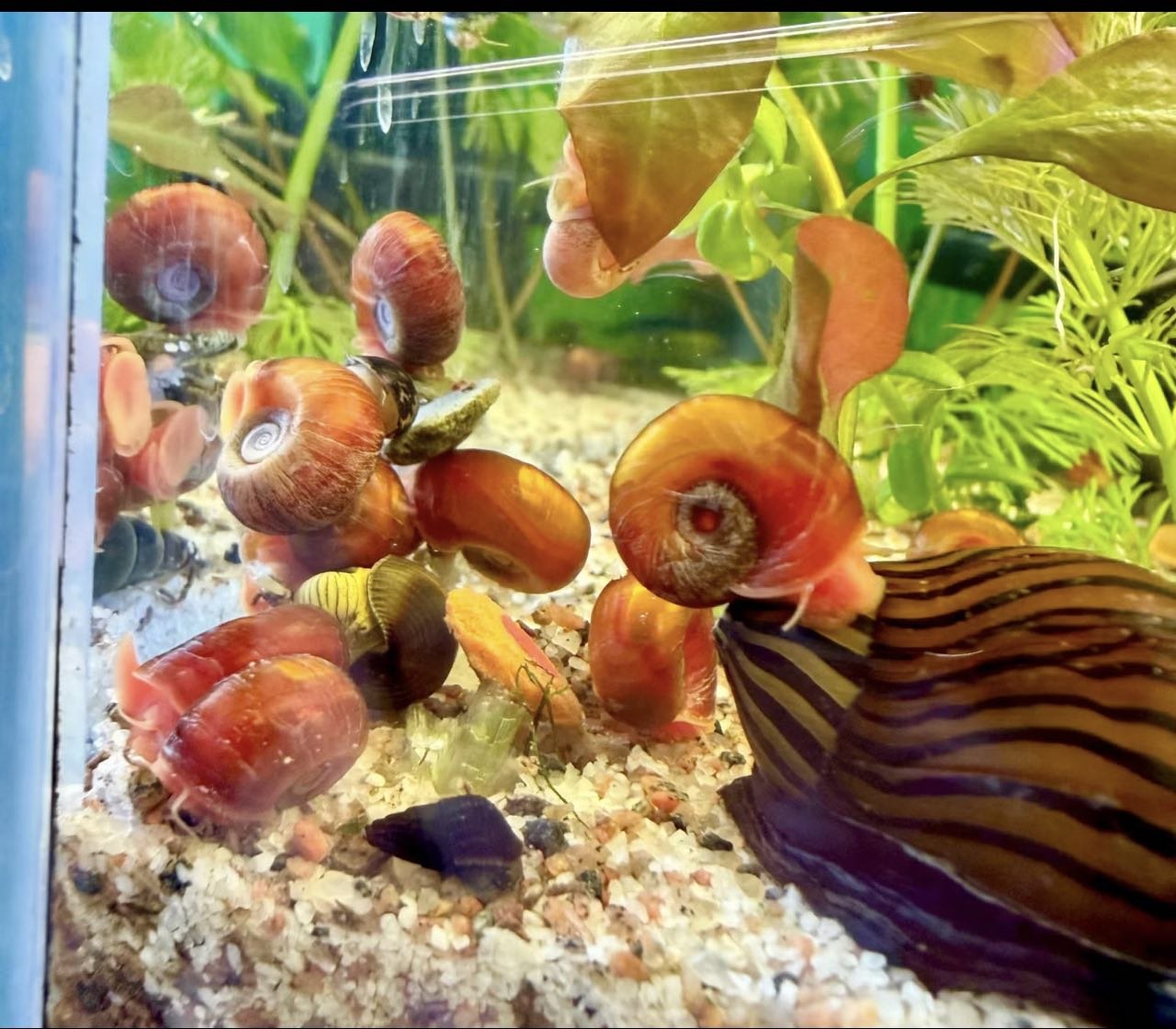 Rød posthornsnegl Ramshorn Snail til ferskvandsakvarium