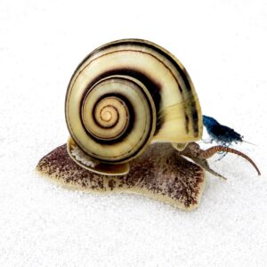 Spixi Snegl med zebrastribet skal som spiser hydra og små plagesnegle i ferskvandsakvarium