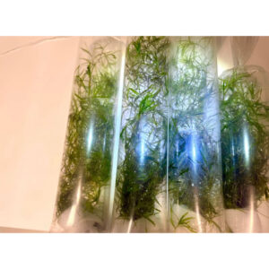 Guppygræs (Najas guadalupensis) akvarieplante til guppyer, rejer og yngel