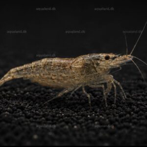 Neocaridina Natural Grey ferskvandsreje med naturlig grå farve