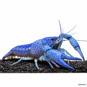 Blå Florida Krebs Procambarus alleni blå ferskvandskrebs til akvarium