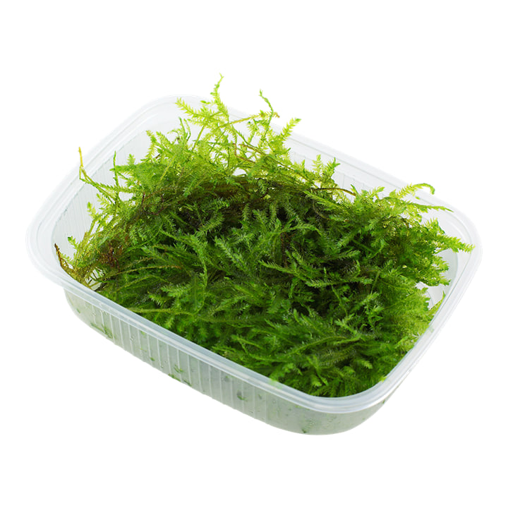 Vesicularia montagnei Christmas Moss grøn akvariemos til rødder og sten