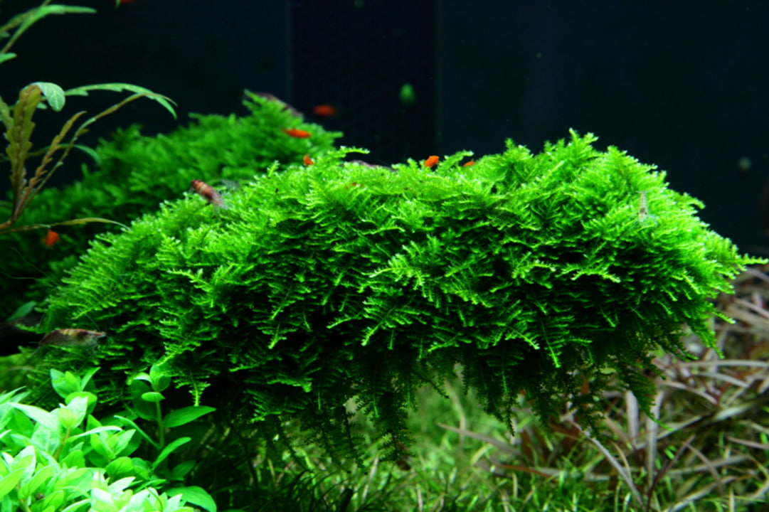 Vesicularia montagnei Christmas Moss grøn akvariemos til rødder og sten