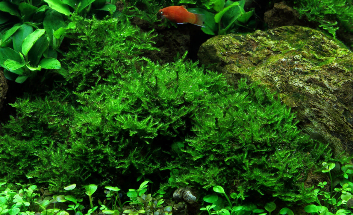 Vesicularia montagnei Christmas Moss grøn akvariemos til rødder og sten