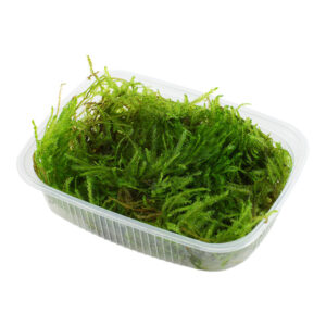 Taxiphyllum sp. Spiky Moss grøn akvariemos til sten og trærødder
