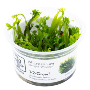 Microsorum pteropus Windeløv akvarieplante med dekorative forgrenede blade