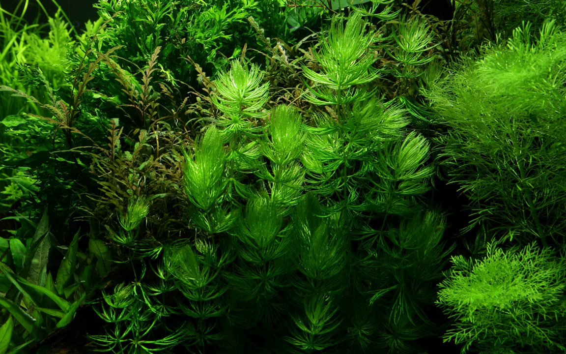 Ceratophyllum demersum grøn og robust akvarieplante med tætte stængler