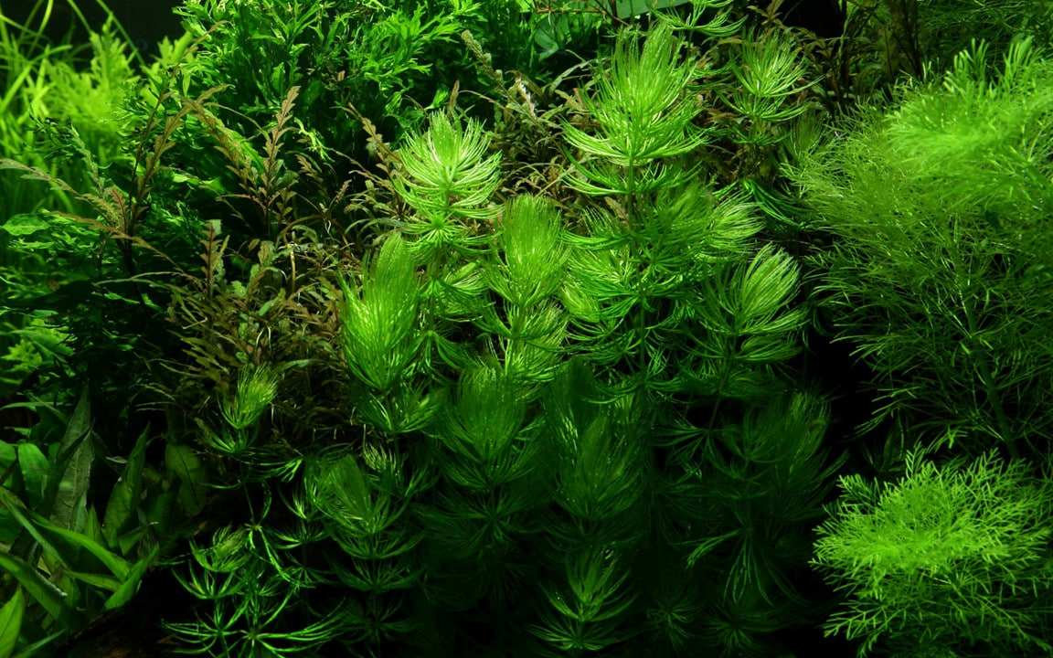Ceratophyllum demersum grøn og robust akvarieplante med tætte stængler