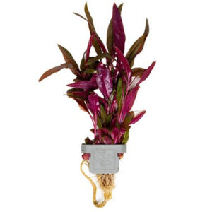 Alternanthera reineckii 'Pink' rød akvarieplante med pink og røde blade